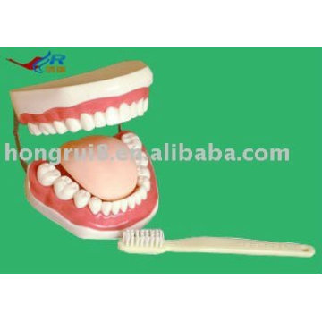 Advanced PVC Dental Teeth Model, modelo de dientes humanos